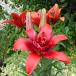 [ сильно сниженная цена!!] лилия красный twin луковица 2 лампочка 