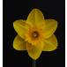 [ сильно сниженная цена!!] нарцисс золотой o-la луковица 1 лампочка ( наш магазин отпускная цена Y1450. место,Y800..)