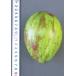 [ сильно сниженная цена!]po Poe золотой eg(.. средний ) контактный дерево рассада 1 шт. ( наш магазин отпускная цена 5,800 иен. место,1,300 иен ..)