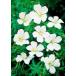 . корень gelanium солнечный gineum Alba pot рассада 1 АО 