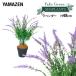 �t�F�C�N�O���[�� ���x���_�[ ����48cm FG-LAV50 �l�H �O���[�� �ϗt�A�� �t�F�C�N ���� �A�� �� ���A�� ���A�� �i�`������ �C���e���A ������� �R�P