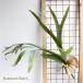 Platycerium L staghorn fern decorative plant artificial flower interior real stylish hanging lowering leaf ..