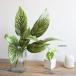 ka Latte a decorative plant fake green artificial flower interior leaf ..bo dragon mi- display equipment ornament original 