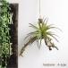  fake green air plant hanging A-typeti Ran jia decorative plant artificial flower interior CT catalyst 