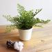  fur n pot 21cm basket Asian tam artificial flower decorative plant human work decorative plant fake green CT catalyst deodorization 