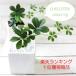  decorative plant Mini si suspension ivy plan toshuga- Vine artificial flower interior fake green 