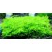  Samurai Moss (5 лист ) местного производства нет пестициды качество выдающийся знаменитый ферма производство 