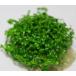  Mini Glossostigma (20шт.@) местного производства нет пестициды передний .. качество выдающийся знаменитый ферма производство 