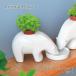  немедленно отгрузка Pola - Bear план to культивирование комплект культивирование комплект салон овощи трава цветок садоводство садоводство 