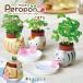  немедленно отгрузка peropon Cat's tsu чай тигр культивирование комплект культивирование комплект салон овощи трава цветок садоводство садоводство 