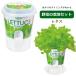  немедленно отгрузка Fresh Feelfre suffire lettuce культивирование комплект культивирование комплект овощи культивирование комплект День матери овощи ботва садоводство 