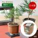 немедленно отгрузка The BONSAI культивирование комплект красный сосна бонсай культивирование комплект культивирование комплект сосна салон культивирование садоводство in bound . земля производство сделано в Японии 