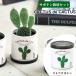  немедленно отгрузка CACTUS de CACTUSkaktasdekaktas опунциевые кактусы кактус культивирование комплект культивирование комплект суккулентное растение садоводство садоводство in bound . земля производство 