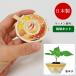  ramen приправа культивирование комплект красный острый перец культивирование комплект комплект салон овощи приправа цветок садоводство садоводство огород модный ребенок миниатюра 