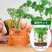 beji упаковка Mini Carrot культивирование комплект комплект салон овощи садоводство огород садоводство садоводство огород модный ребенок 