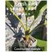 �N���b�V�����b�N �u���b�N 20Kg 150mm-200mm ���I�� �ɐ��u���Ӑ� crash rock �Ӑ� ���b�N�K�[�f�� �h���C�K�[�f�� ���A�� ���ϐ� ��� �֘A�摜3