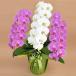 �Ӓ��� ���j�� 3�{���� 33�֑O�� �~�b�N�X ���F �s���N�F �� ��� �M�t�g Sc