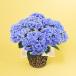  время ограничено цена День матери растение в горшке [ гортензия двойной Dodge e dam ].... гортензия новый продукт . -слойный .. бледно-голубой синий 5 номер цветок горшок 2026 цветок доставка домой подарок подарок .