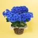  время ограничено цена День матери растение в горшке [ гортензия перо голубой ].... гортензия синий голубой . -слойный ..5 номер цветок горшок 2026 цветок доставка домой подарок подарок .50 плата 60 плата 