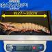������ �V�R�L���V�[�^�C�K�[ 1.5kg  10���T�C�Y 1����150g ��27cm�`29cm �C�V �G�r �傫�� �Ⓚ���� �L������ �X�������J �o�[�x�L���[ �G�r�t���C  �Ɩ��p �֘A�摜1
