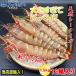 ���������C�V �V�[�^�C�K�[ 12�� 1.5kg �L�� ���� �Ⓚ�G�r ������ �V�R�L���V�[�^�C�K�[ �C�V �傫�� �Ⓚ���� �X�������J �o�[�x�L���[ �G�r�t���C �Ɩ��p �֘A�摜1