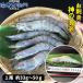 �_�̊C�V 1kg (��20���`30��) �L���G�r ���� �C�V �h�g �o�i���C �v���v�� ���H�� �M�t�g ���Ε� ��j �{�B �C���{�B ���N�x �}���Ⓚ ������ �Ɩ��p �֘A�摜5