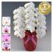 . butterfly orchid celebration 3ps.@..(24~30 wheel )10,000 jpy ( tax not included ) celebration flower . butterfly orchid opening .. opening resettlement ...[ko][ya]