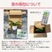 �Ӓ�����։ԉ薳���̕c 3,000�~(�ŕ�) ���(V3) �y�Ӓ��� �J�Ԋ� ���n�� �m�����̕c �Ӓ����͔| ��ĕ� �㋉�Ҍ����z�yko�z�yya�z�y2up�z �֘A�摜3