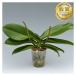 . butterfly orchid large wheel 2 ps. seedling 3,000 jpy ( tax not included ) large wheel (V3)[. butterfly orchid blooming stock .. stock . Ran. seedling . butterfly orchid cultivation .. person experienced person oriented ][ko][ya][2up]