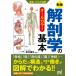 【初回50％OFFクーポン】運動・からだ図解 新版 解剖学の基本 電子書籍版 / 著:松村讓兒
