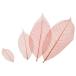 (Manyo)  顼ڤ()13cm50 18-787B (1198781)