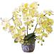  porcelain. pot . go in ... butterfly orchid ( photocatalyst ) luck with money. yellow color 