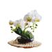  photocatalyst desk-top type . butterfly orchid (.)( white )