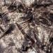  ткань ткань 3m no2982 cocos nucifera рисунок полиэстер .... оттенок коричневого 