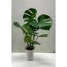  popular decorative plant firmly did monstera 6 number pot 