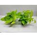  lime pothos рассада 2 АО комплект ..... декоративное растение 