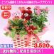 母の日 花 ギフト はちものマミーバスケット3,200円 送料無料   プードルピック選択可能