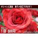 �� �M�t�g �a���� �y���j���c�Ɓ@�z�X�e�X�E�L���o�삳���p�t�����[7,000�~ �������� �����z�B   �����z���Ή�  ���b�Z�[�W�J�[�h�t�� ���� �֘A�摜2
