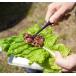 �y�����؁zFEDECA CLEVER TONG mini �v���[���u���E���@�t�F�f�J �֘A�摜2