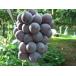  Fukushima оригинал товар вид ......4kg(4~8.) виноград крупный вид нет .. для 