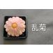 10���̏㐶�َq�@�l�ߍ��킹�I�ׂ�6����@ �֘A�摜4