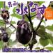  Osaka Izumi . Special производство вода .. вода баклажан 20 шт примерно 3kg.. предназначенный качество производство земля в коробке 