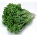  местного производства Sunny lettuce 1 коробка 5kg