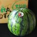 su..2 шар ввод примерно 5 kilo ~(1 шар на )
