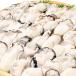 . земля. король устрица сырая устрица 1kg.. после 850g сырой еда для рефрижератор ..... сырой еда возможность 