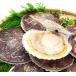 [ Hokkaido o сигнал tsuk море производство . имеется . гребешок 4 год . большой средний размер смешивание 10 листов 150g передний и задний (до и после) ] телевизор утро день [ первоклассный!.. ssme]. также представлен осуществлен Hokkaido .. блок. .