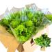  leaf lettuce 12 пакет утро .. случайный 3 вида комплект примерно 1kg возможно еда часть ваш заказ свежий корень есть lettuce распродажа сельское хозяйство место прямая поставка производство прямой овощи комплект пик Koo 