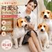 Beagle собака мягкая игрушка настоящий способ Dakimakura подушка нежный симпатичный собака .. интерьер ребенок часть магазин living подарок собака интерьер смешанные товары 