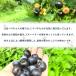 �����\��I ���Y �Ⓚ�u���[�x���[ 1kg �_��s�g�p ���ʌ��� ���I�嗱 �Ⓚ�ʕ� �Ⓚ�t���[�c �������� �n���E�B�� �Y�n���� ������ ���蕨 �֘A�摜5