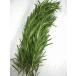  rosemary style taste for meal for herb 1 pack approximately 15g